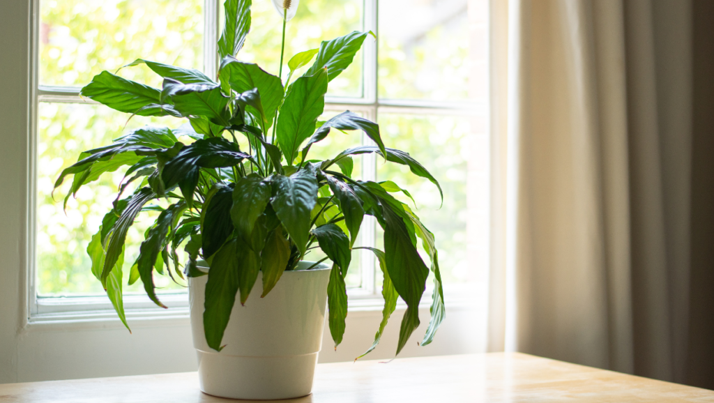 Plantas para apartamentos pequenos - Lirio da paz